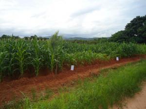 Diagnostic field trials in Nkhata Bay, Malawi, February 2012
