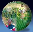 AgMIPglobe