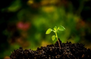 Green seedling growing from the soil