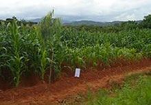 afSIS-feature-image Africa Crops